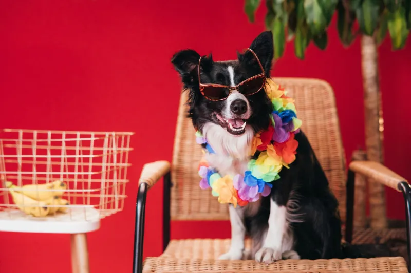 Biscuit Has a Brand Deal: The Completely Unhinged Economy of Famous Animals Who Don't Know They're Famous